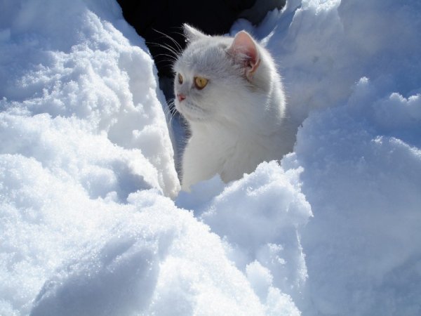 Кот в снегу