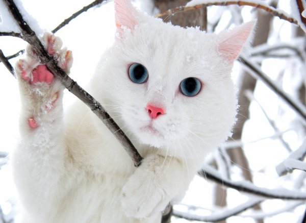 Снежный кот
