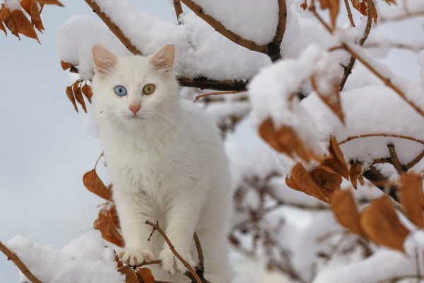 Кот в снегу