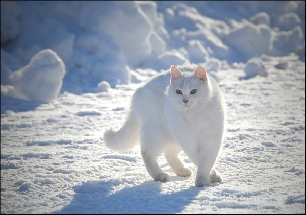 Белая кошка на снегу