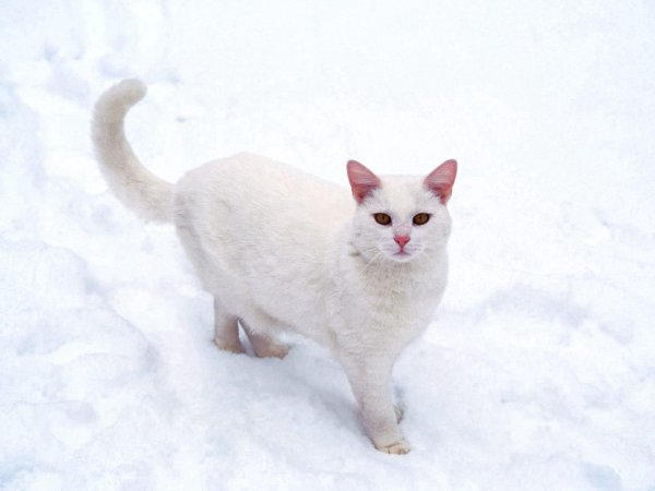 Кошка в снегу