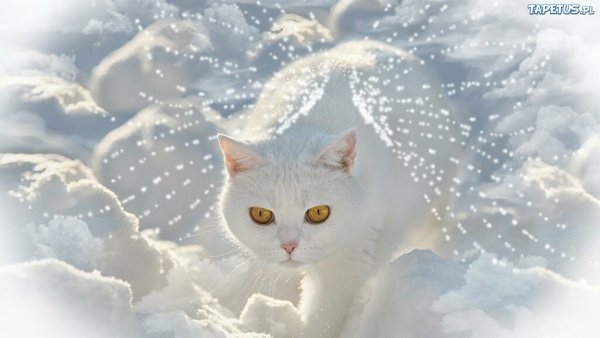 Белый снежный кот