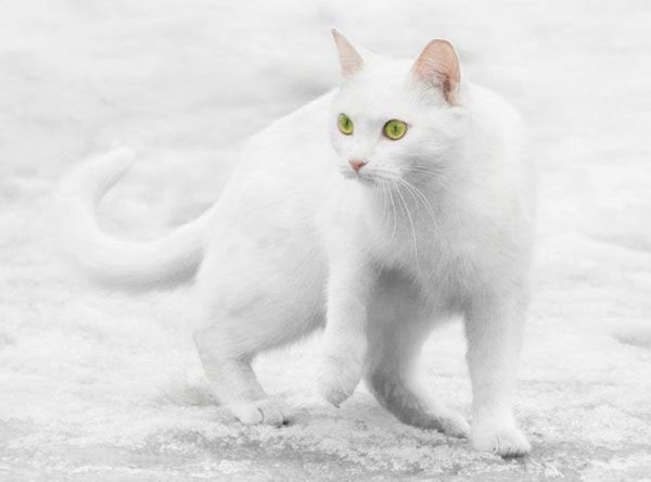 Белый кот на белом снегу