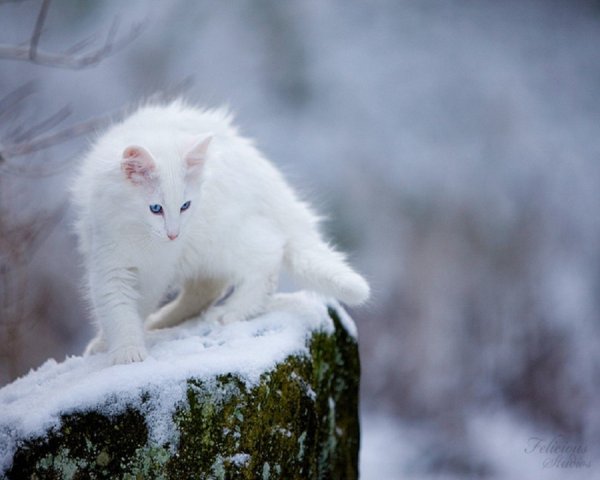 Норвежская Лесная кошка белая