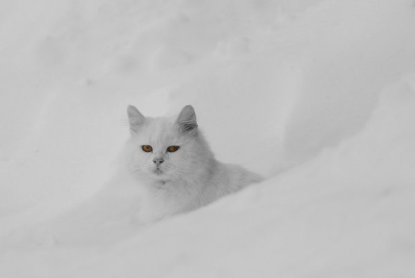 Белая кошка на снегу