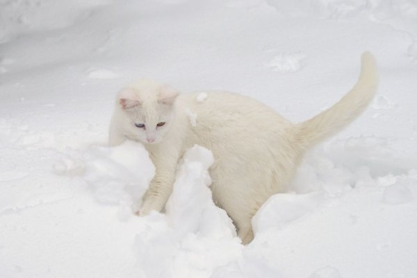 Белая кошка на снегу