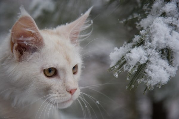 Белый кот на снегу