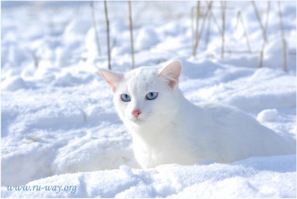 Белая кошка на снегу