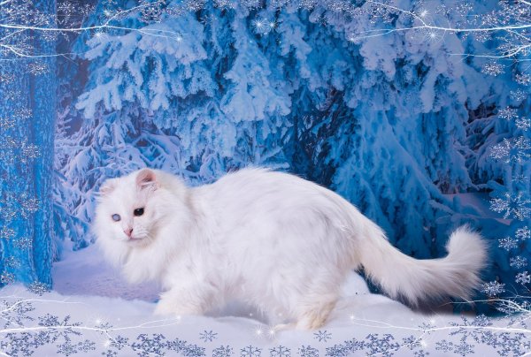 Белая кошка на снегу