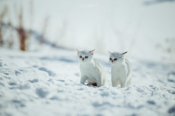 Белая кошка на снегу