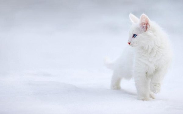 Белый котенок