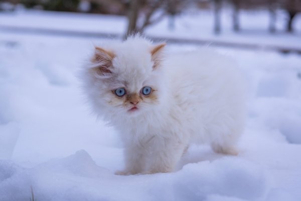 Котенок в снегу
