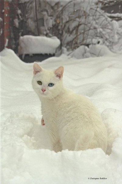 Снежная кошка