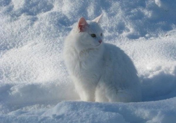 Белый кот на снегу
