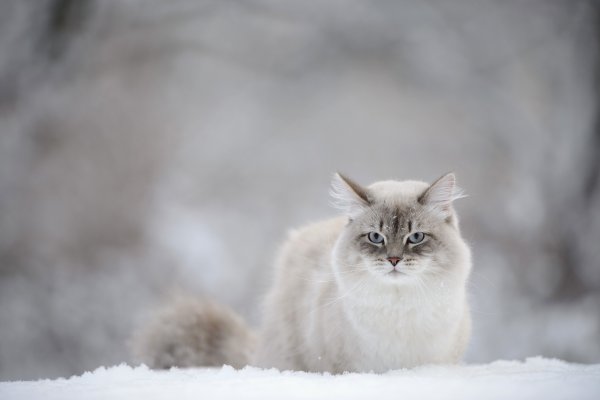 Кошка в снегу
