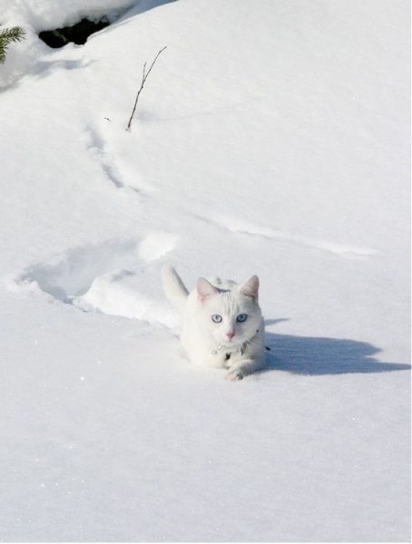 Белый котик в снегу