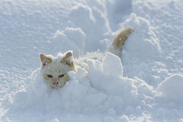 Белый кот на снегу