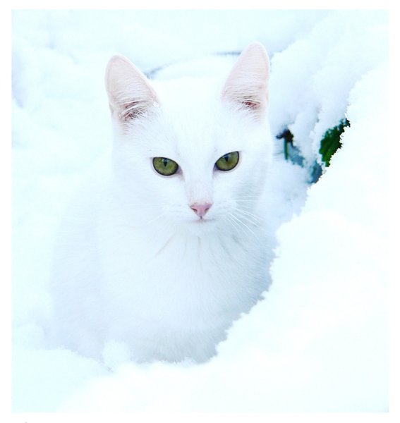 Кошка белая