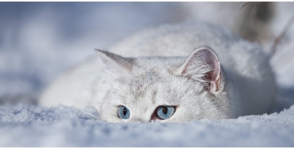 Белая кошка на снегу
