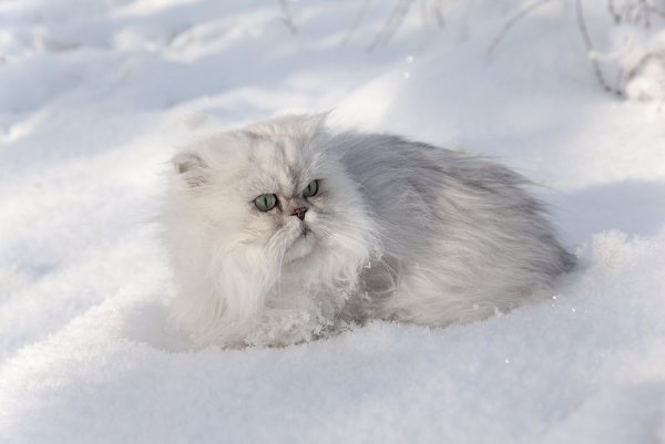 Пушистый кот в снегу