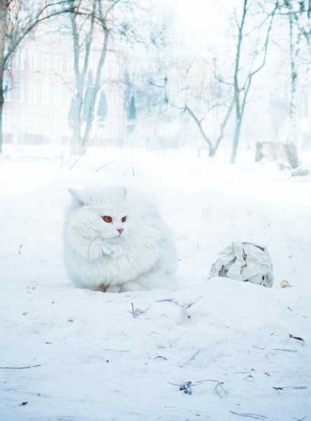 Белый кот зима