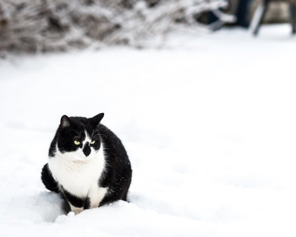 Черно белый кот