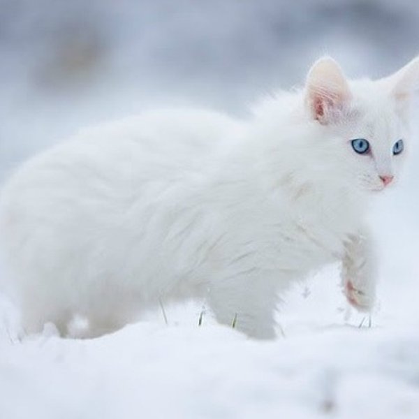 Белая кошка на снегу