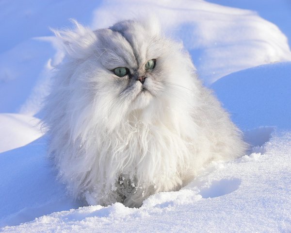 Кот снежок