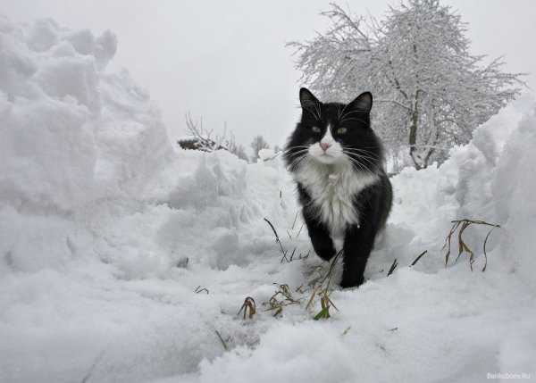 Деревенский кот зимой