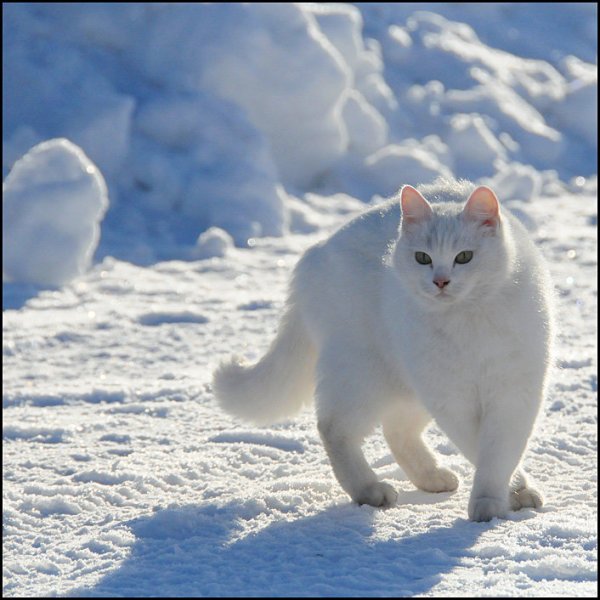 Белая кошка на снегу