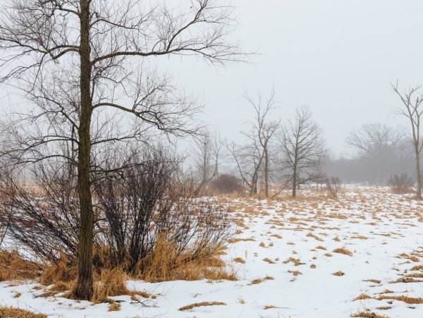 Ранняя Весна в поле