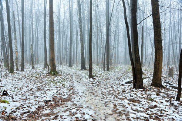 Лес поздней осенью