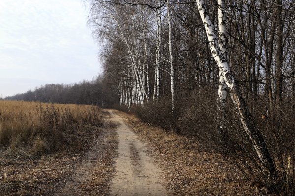 Лес поздней осенью и поле
