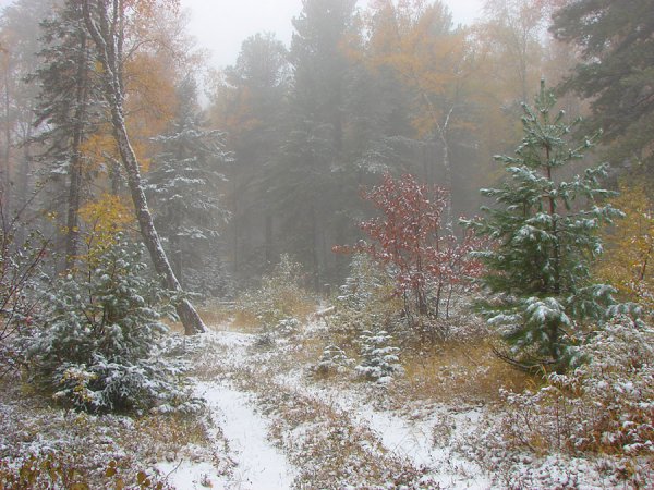 Поздняя осень в тайге