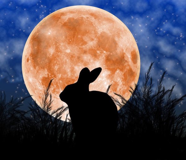 Заяц на Луне