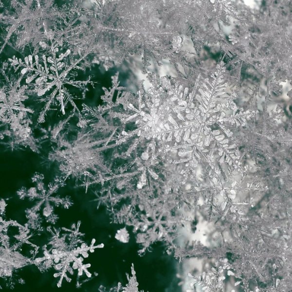 Морозные снежинки