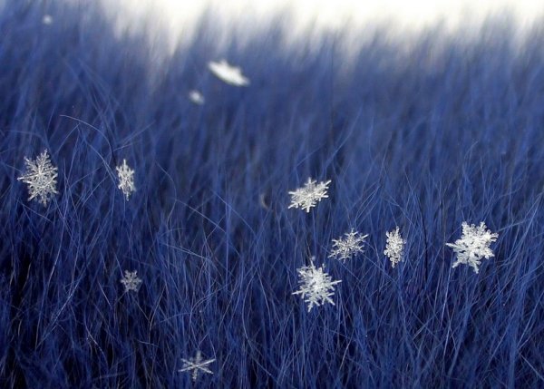 Первые снежинки