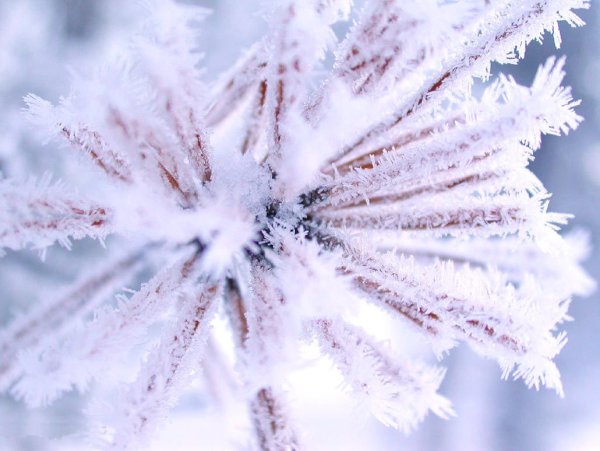 Красивый иней