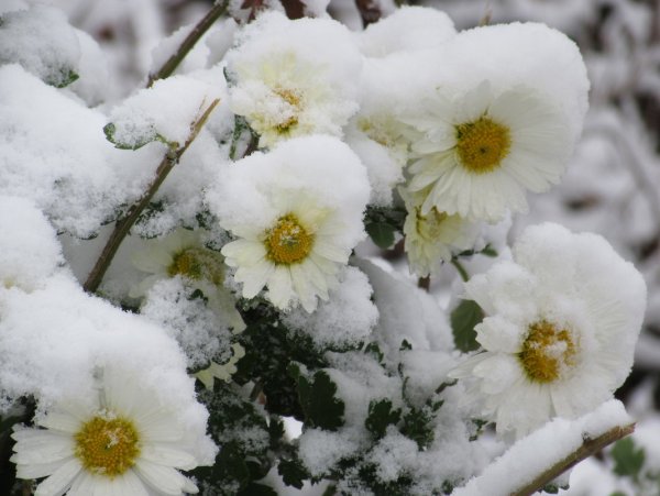 Ромашки под снегом