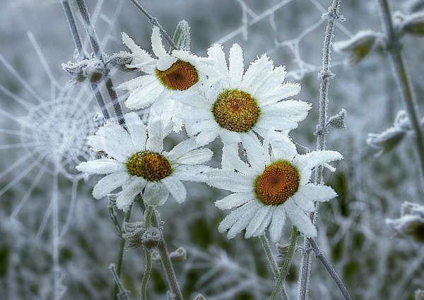 Замерзшая Ромашка