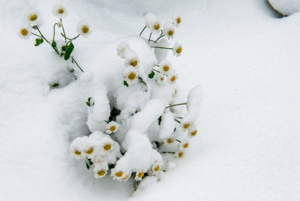 Ромашки под снегом