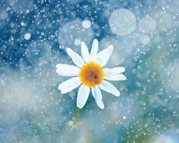 Ромашки под снегом