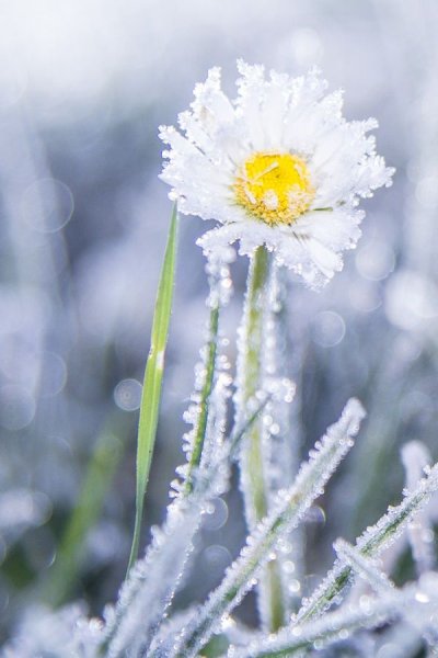 Ромашки под снегом