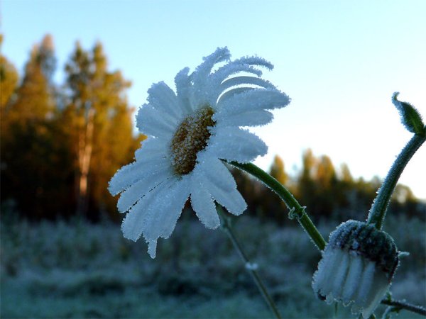 Ромашки в снегу
