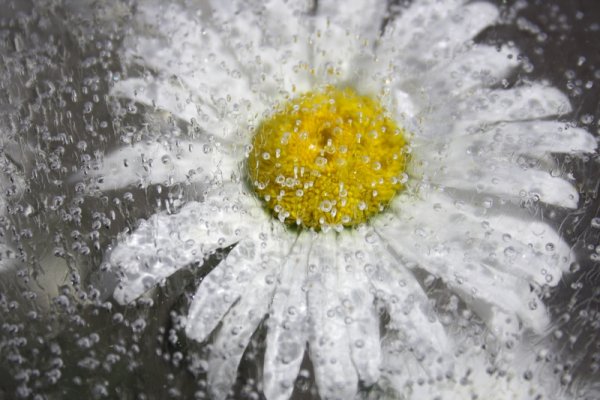 Ромашки зимой