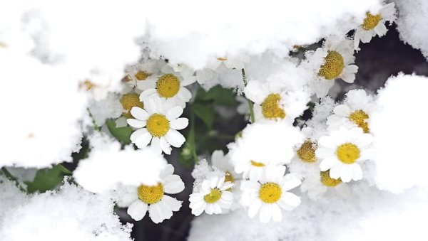 Ромашки в снегу