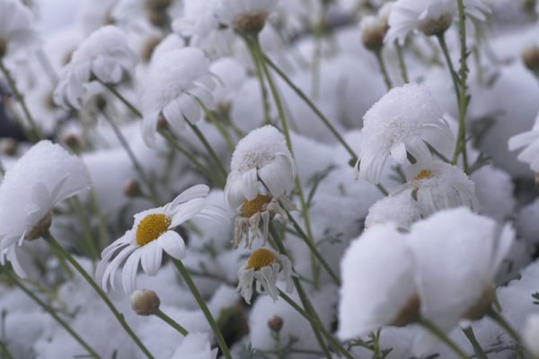 Ромашки в снегу