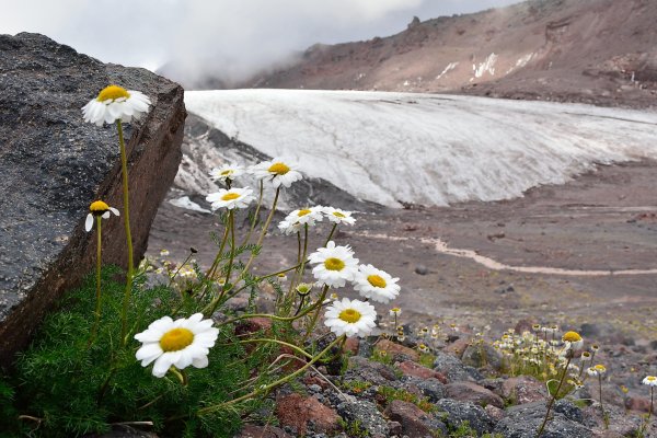 Крымская Ромашка