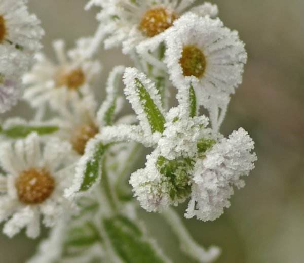 Ромашки в снегу