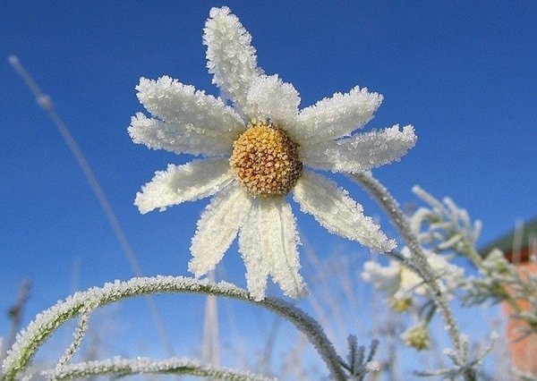 Цветы снежок